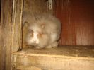 Femela 6  English Angora