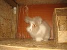 Femela 6  English Angora