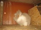 Femela 6  English Angora