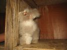 Femela 6  English Angora