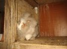 Femela 6  English Angora