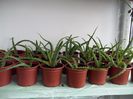 aloe vera 10 lei buc.