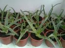 aloe vera 10 lei buc.