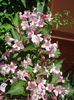 weigela (6)