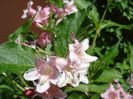 weigela (7)