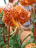 lilium tigrinum (3)