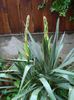 yucca (2)