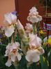 iris germanica Edward of Windsor (1)