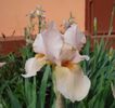 iris germanica Edward of Windsor (2)