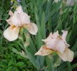 iris germanica Edward of Windsor (3)