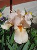 iris germanica Edward of Windsor (5)