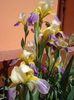 iris germanica Nibelungen (1)