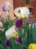 iris germanica Nibelungen (2)