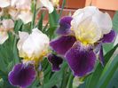 iris germanica Nibelungen (3)
