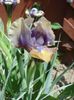 iris pumila (3)