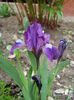 irisi miniaturali (6)
