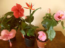 hibiscus grup