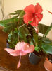 Dainty Pink + Coopery Rose Flake