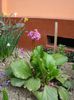 bergenia (1)