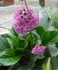 bergenia (2)