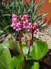 bergenia (3)