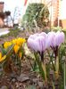 crocus (3)