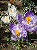 crocus (6)