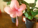 Dainty Pink