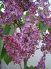 liliac (2)