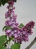 liliac (3)