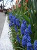 muscari armeniacum (1)