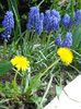 muscari armeniacum (2)