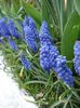 muscari armeniacum (3)