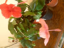 Dainty Pink + Coopery Rose Flake
