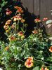 gaillardia aristata 'Arizona Sun' (1)
