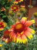 gaillardia aristata 'Arizona Sun' (3)