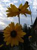 helianthus tuberosus (2)