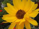 helianthus tuberosus (3)
