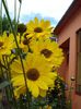 helianthus tuberosus (4)