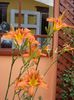 hemerocalis (1)