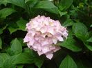 hortensie (2)