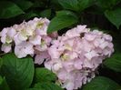 hortensie (4)