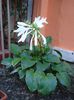 hosta (0)