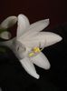 hosta (1)