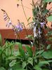 hosta (2)