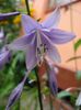 hosta (3)