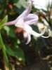 hosta (4)