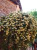 lonicera (1)