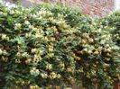 lonicera (3)