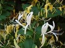 lonicera (4)